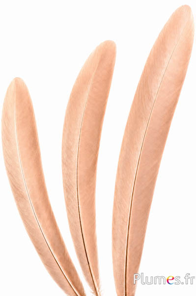 Pauw blauw - 50-55 cm - goudkleurig